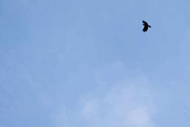Hooded crow flying against bright blue sky