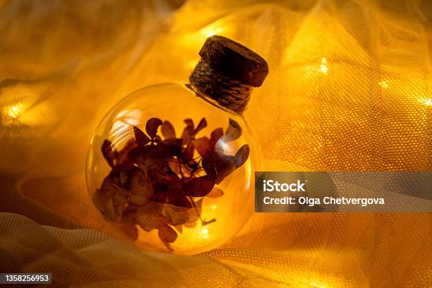 Magic Bottle Filled With Dry Flowers In Amber Light Stock Photo - Download Image Now