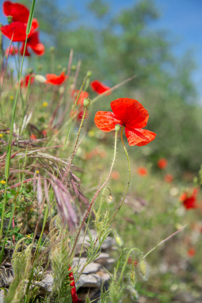 roter mohn blüht im sommer zwischen grünem gras - flower spring field nature stock-fotos und bilder