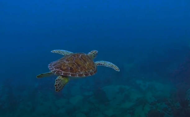 tortuga bajo el agua - beach coral close up water fotografías e imágenes de stock