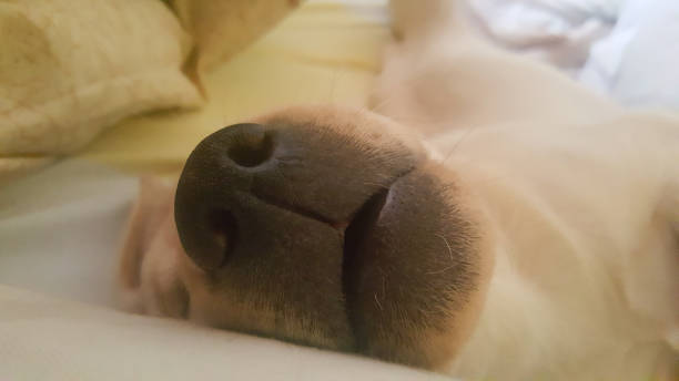 istock Yellow Labrador Puppy Sleeping on Bed 1358257080