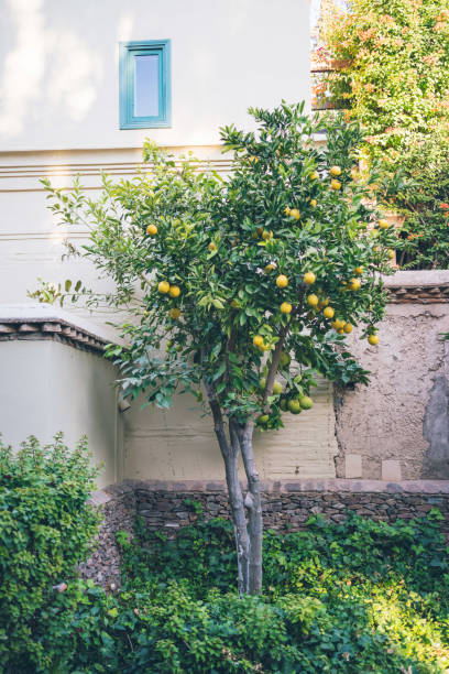 istock Scenic view of lemon tree in lush garden 1358257131