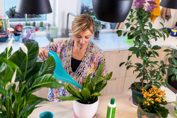 istock Taking care of houseplants 1358258647