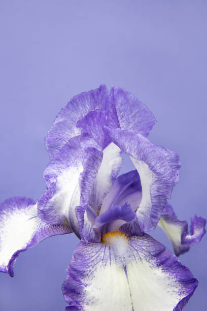 istock Perfect iris flower on purple background 1358259901