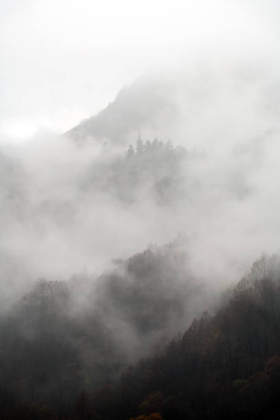 istock Foggy winter mountain forest 1358260041