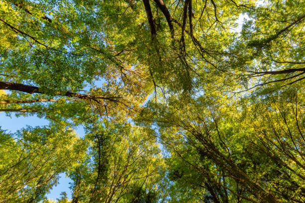 istock Tall Forest Up Above. Mighty tree in autmn leaves. Look up in a dense forest 1358260892