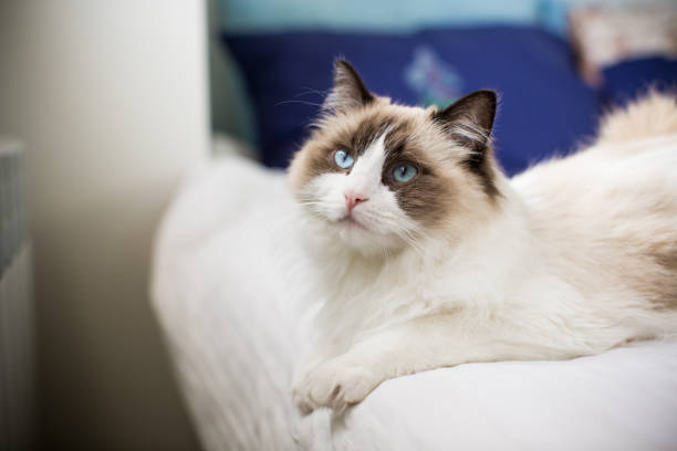 istock Young beautiful purebred Ragdoll cat at home 1358260984