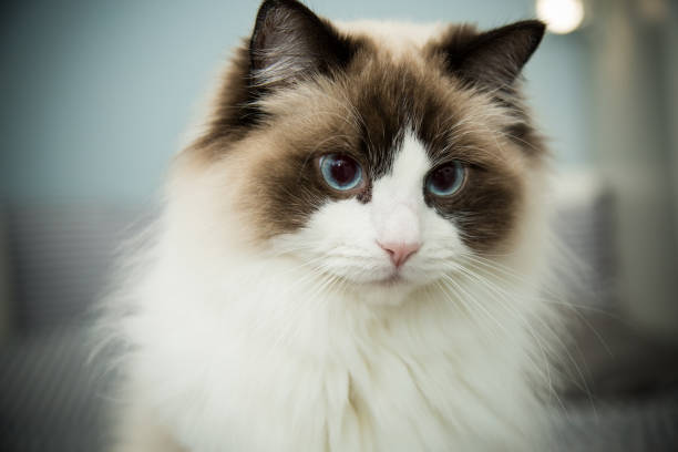 istock Young beautiful purebred Ragdoll cat at home 1358261062