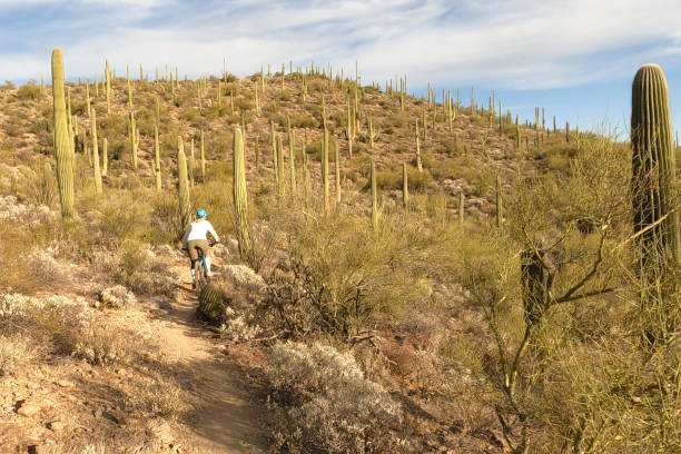 istock Female mountain biker follows trail, in desert 1358261415