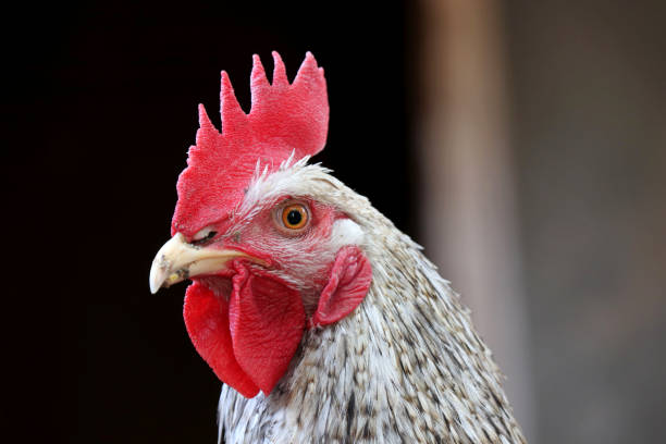 istock White rooster on the farm 1358262432