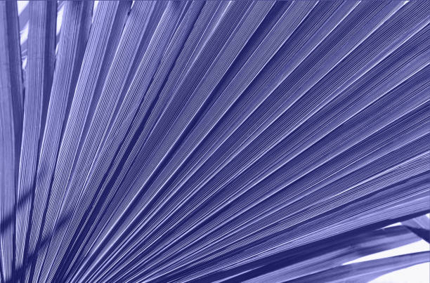 istock Palm tree leaf close up with sunlight and shadows. Beautiful nature bakground for posters, blogs, web design. Summer vacation concept. Color of the year 2022 inspired 1358263273
