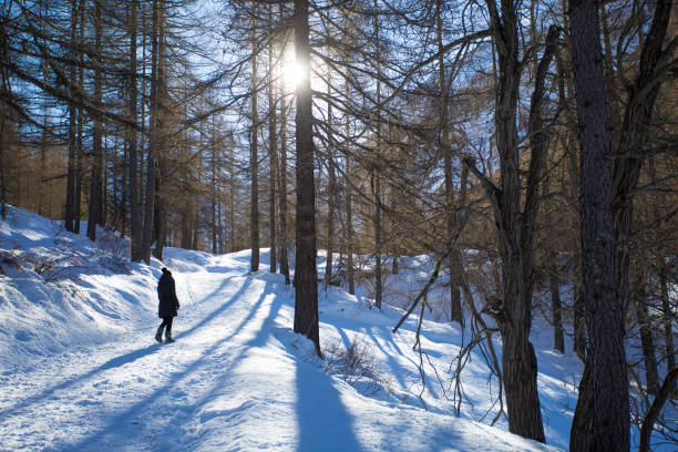 paesaggio invernale con neve e cielo azzurro. - cogne, valle d'aosta, italia - european alps cold mountain range clear sky foto e immagini stock