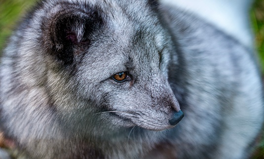 Side shot of a Gray or Grey Artic Fox