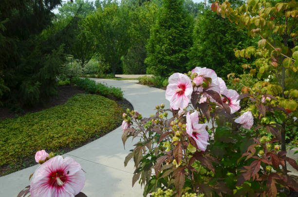 Perennial Hibiscus on pathway stock photo