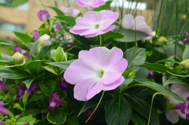 istock Busy lizzie flower 1358266265