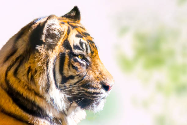 istock Close up of a tiger's profile 1358267972