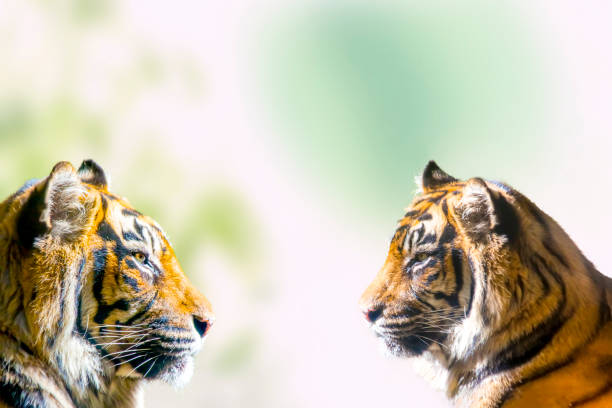 Close up of two tiger's profile