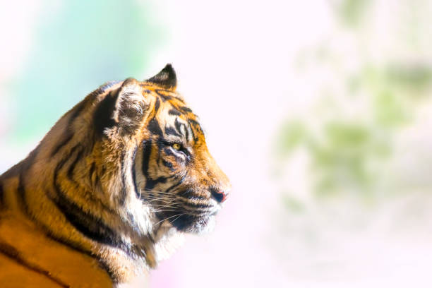 istock Close up of a tiger's profile 1358268009