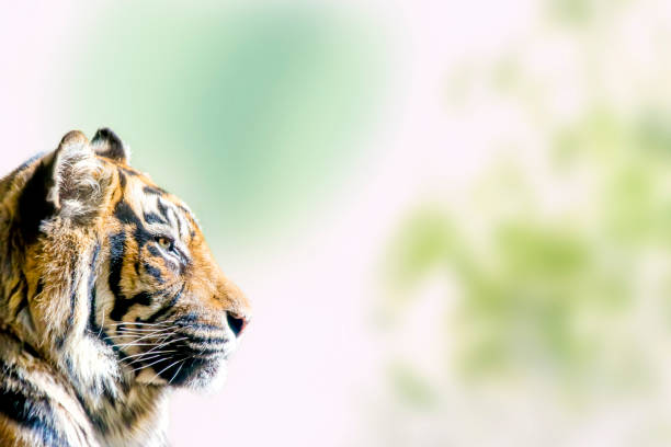 istock Close up of a tiger's profile 1358268011