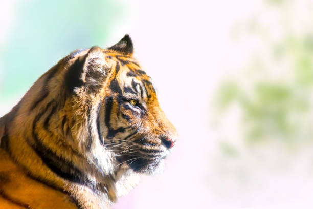 istock Close up of a tiger's profile 1358268085