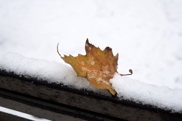 istock maple leaf fallen in a public garden covered by the snow 1358268537