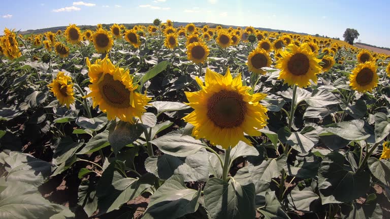 Summer View Of Fields With Sunflowers In Southern France