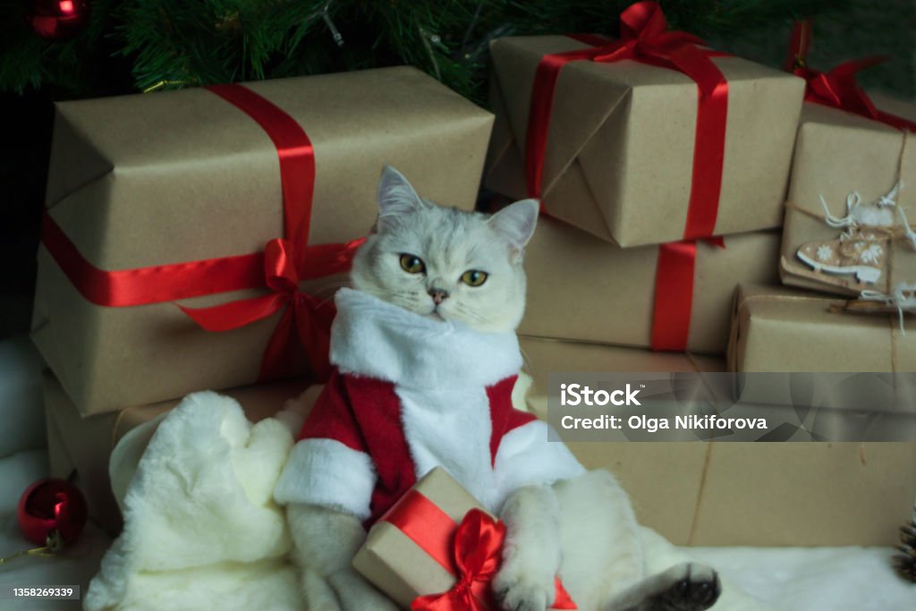 A cat in a Christmas outfit. A beautiful Scottish cat in a Santa costume. A cat in a Christmas outfit. A cat with New Year's gifts. Animal Stock Photo