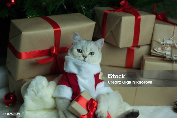 A Cat In A Christmas Outfit Stock Photo - Download Image Now - Animal, Basket, Beauty