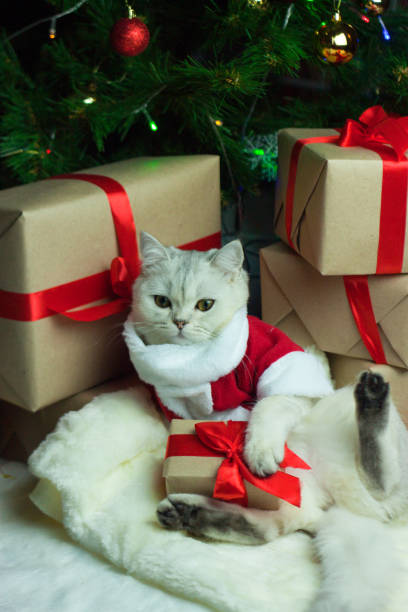 istock Scottish Cat in Santa costume under the Christmas tree 1358269348