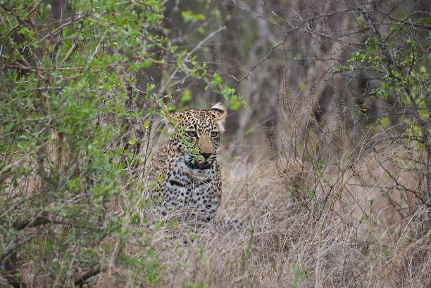 istock leopard, Panthera pardus, stalking through the dense african bush 1358270679