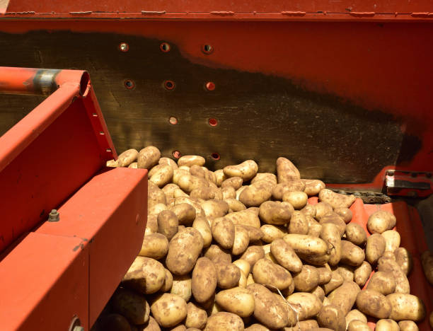 istock Potatoes in an  extractor,  freshly plucked from the earth, ripe and ready. 1358270980