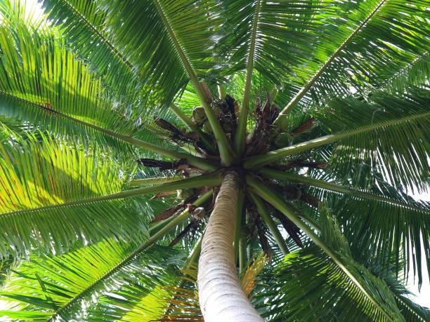 istock Photo of a coconut tree bearing fruit from below 1358271682