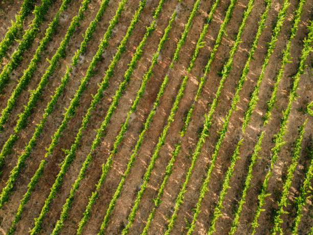 istock overhead view of a vineyard shaped like diagonal lines 1358271857