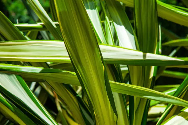 Foliage photograph of a tropical plant with light and shadow