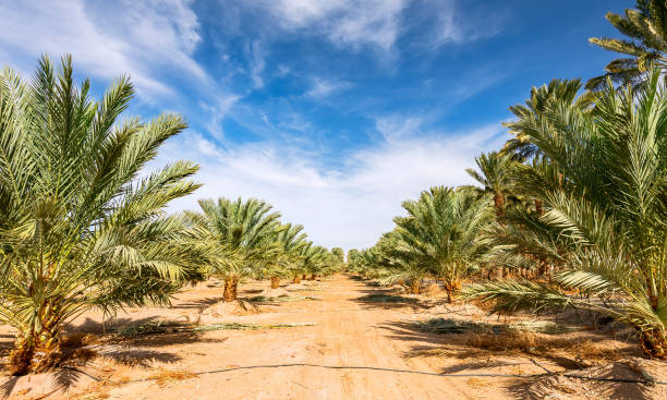 istock Plantation of date palms 1358273153