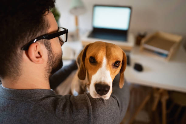 istock Cute beagle dog, sitting at owner lap, while he working on laptop 1358273367