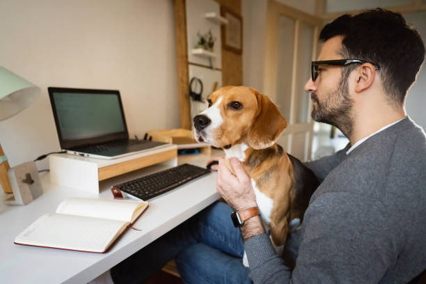 istock While petting his Beagle dog, man working from his home office 1358273378