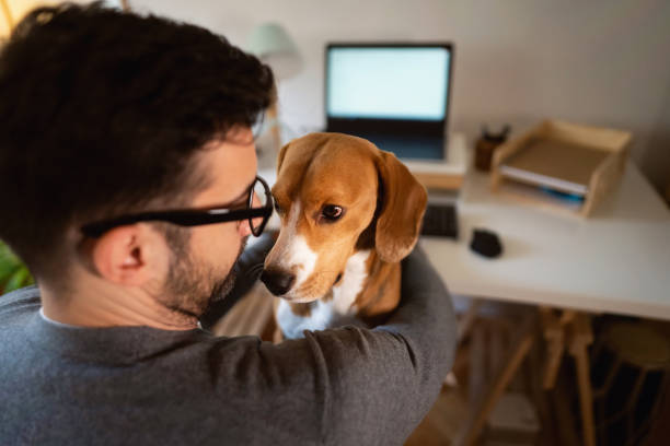 istock Affectionate Beagle dog, makes company to his owner while he working from home office 1358273487