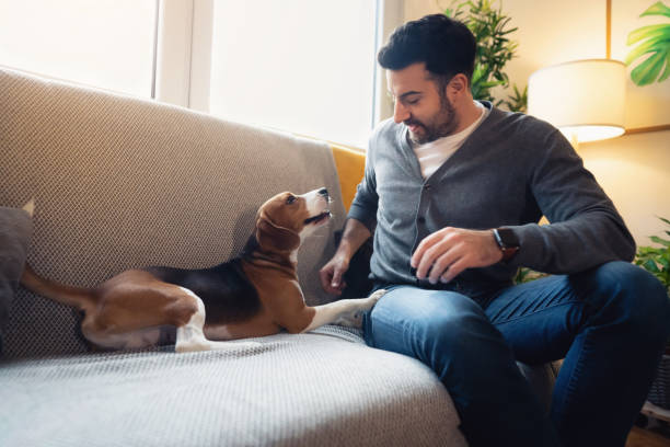 istock Caring Caucasian man playign with his dog on the sofa 1358273624