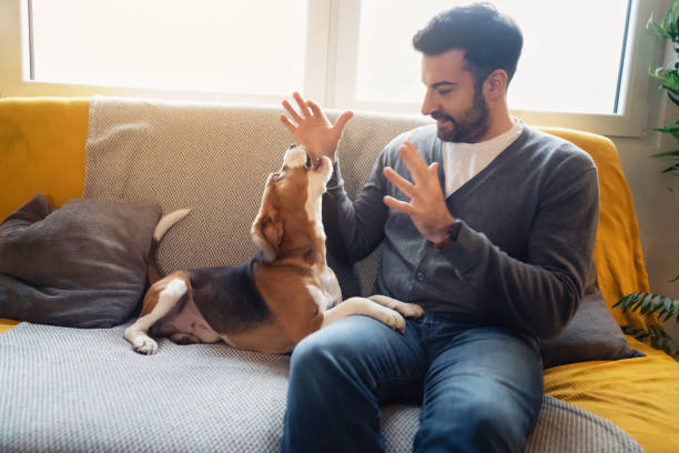 istock Playful Caucasian man playing with his Beagle dog on the sofa 1358273656