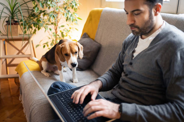 istock Beagle dog obesrving his owner while he working on laptop from home 1358273726
