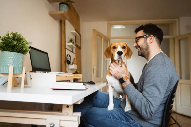 istock Cheerful modern Caucasian man having a video call on laptop, while holding his Beagle dog 1358273772
