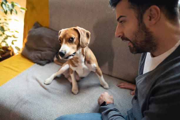 Caucasian man scolding his mischief Beagle dog