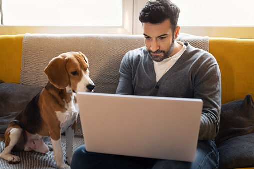Modern Caucasian businessman, sitting on the sofa and working on laptop, while his curious Beagle dog makes him a company