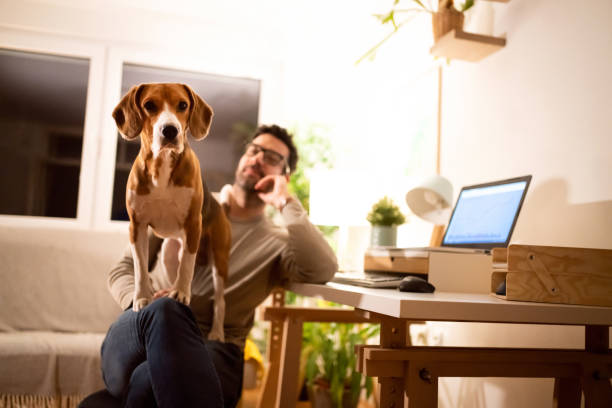 istock Curious Beagle dog, sitting at his owner lap, while he working late at night from home 1358273929