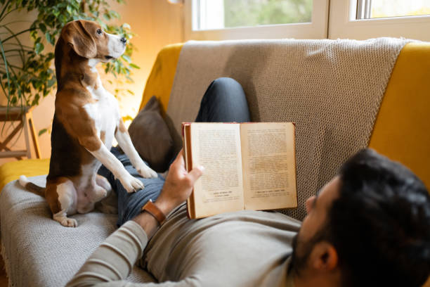 istock Beagle dog looking through a window, while his male owner reading a book 1358274533