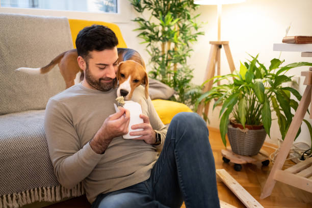 istock While eating his fast food, Caucasian man feeding his Beagle dog 1358274562