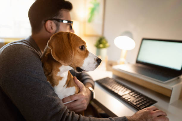 Curious dog, makes company to his owner while he working on laptop from home