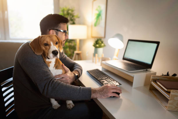 istock Caucasian man during pandemic, working from home, while his Beagle dog makes him a company 1358274599