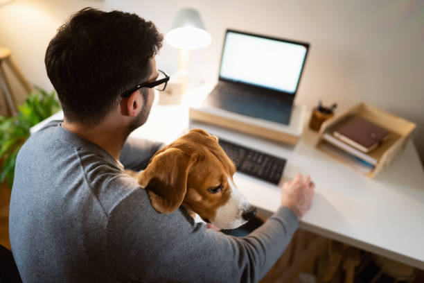 istock Unrecognizable man working from home on laptop, with a Beagle dog in his lap 1358274610